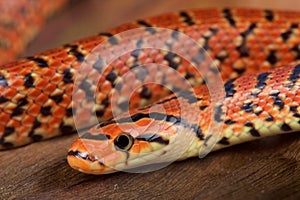 Japanese forest snake / Euprepiophis conspicillatus