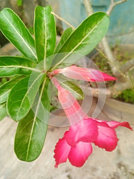Japanese frangipani flowers are ornamental plants that are widely distributed in Indonesia photo