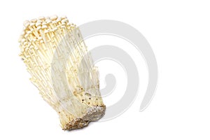 Japanese fresh enoki mushroom in white #2