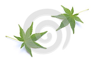 Japanese fresh green maple leaf isolated