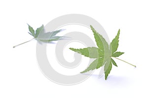 Japanese fresh green maple leaf isolated