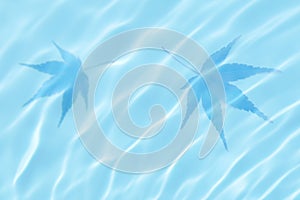 Japanese fresh maple leaf on summer blue water wave background