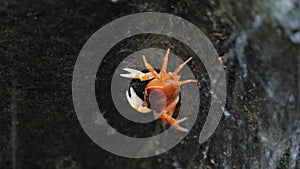 Japanese Freshwater Crab