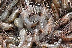 Japanese freshwater shrimp