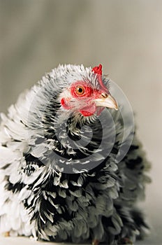 Japanese Frizzle chicken photo