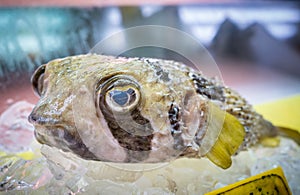 Japanese fugu fish or pufferfish