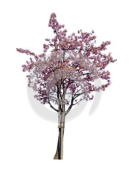 Japanese full blooming sakura flower, pink cherry blossoms tree isolated on white background.