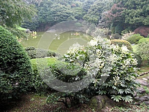 Japanese Garden