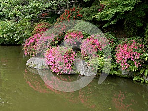 Japanese garden