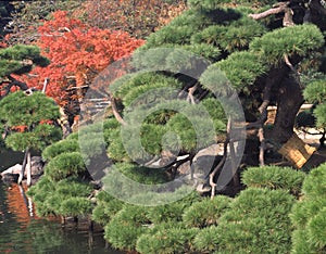 Japanese garden