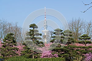 Japanese garden