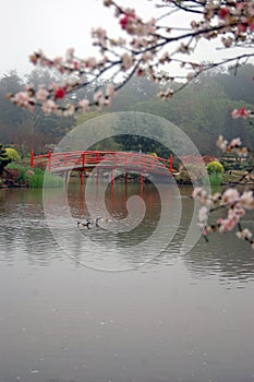 Japanese garden