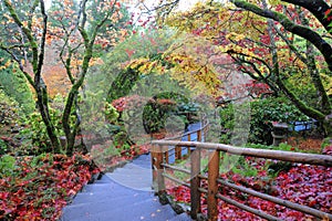 Japonés jardín 