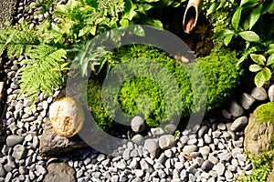 Japanese miniature garden detail. Golden nugget and stones