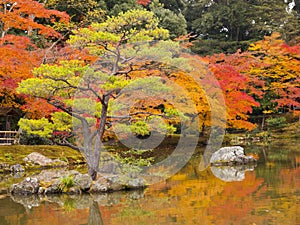 Japanese garden in autumn