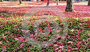 Japanese garden in Autumn color, Kyoto