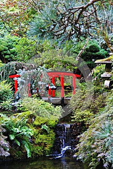 Japanese Garden, Autumn, flower in Butchart Garden, Victoria, Vancouver Island, British Colombia, Canada