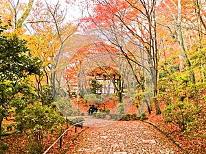 Japanese garden in autumn in Kyoto, Japan.