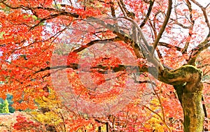 Japanese garden in autumn in Kyoto, Japan.