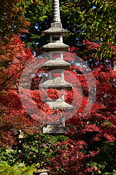 Japanese garden and autumn leaves, Kyoto Japan