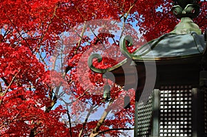 Japanese garden in Autumn, red leaves. Kyoto Japan.