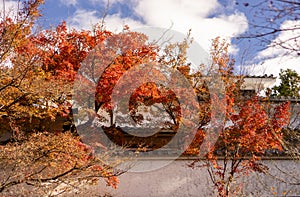 Japanese garden in autumn season, branches of red leaves of maple trees and gray fence under blue sky