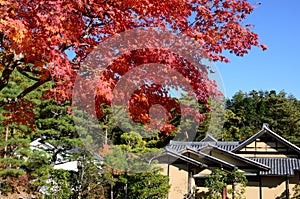 Japanese garden and autumn tree, Kyoto Japan