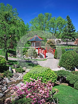 Japanese garden in Bloomington with blooming bush photo