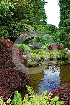 Japanese garden in butchart gardens