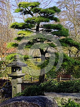 Japanese Garden landscaping detail