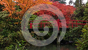 Japanese Garden in fall