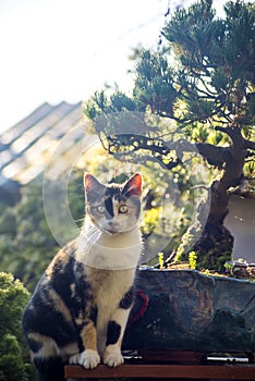 Japanese garden, bonsai tree and cat. Vertical image photo