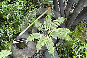 Japanese garden with green ferns