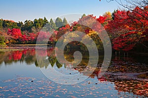 Japanese garden in Kyoto