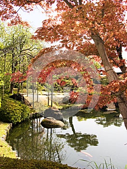 Japanese garden with maple tree