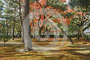 Japanese Garden with Maple Trees in Kennin-ji Temple