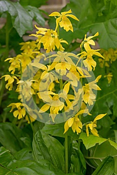 Japanese Garden orchid Calanthe sieboldii, yellow flowers