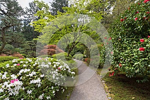 Japanese Garden Path in Spring