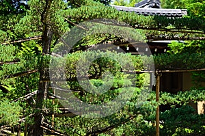 Japanese garden and pine tree, Kyoto Japan