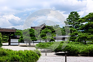 Japanese garden pine trees, Kyoto Japan