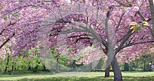 Japanese garden pink cherry tree in King Michael I Park formerly Herastrau park, a popular tourist attraction in April and May.