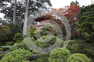 Japanese garden plants