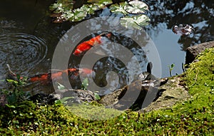Japanese garden pond with turtles, koi fish and water lily leaves