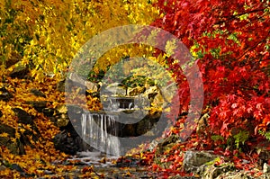 Japanese garden with red and yellow maple trees near a stream of water and tiny waterfall during colorful autumn