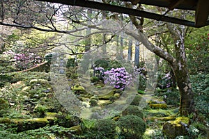 The Japanese garden of Sanzenin Temple. Kyoto Japan