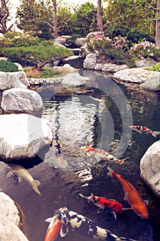 Japanese garden with small lake and swimming fishes