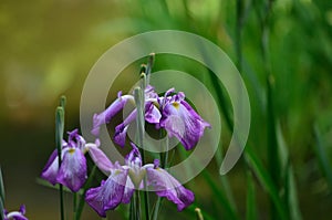 Japanese garden in spring, blooming iris. Kyoto Japan.