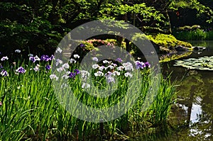 Japanese garden in spring, blooming iris. Kyoto Japan.