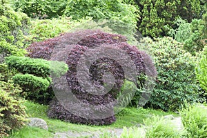 Japanese Garden in summer, exotic plants, Wroclaw, Poland