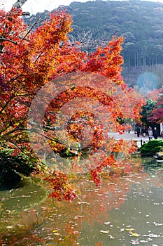 Japanese garden and pond in Eikando temple with autumn red maple leaves and green season in Kyoto, Japan